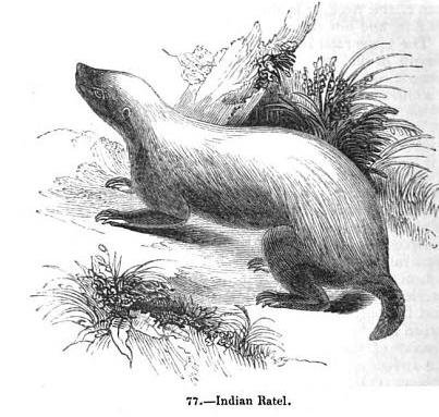 Индийский ратель