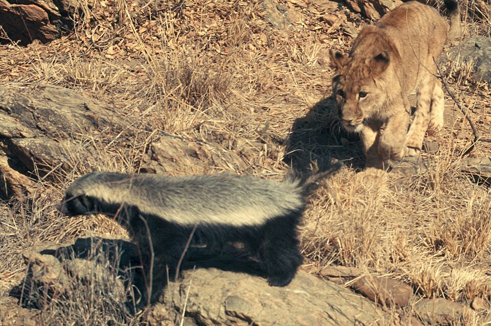 Медоед и лев